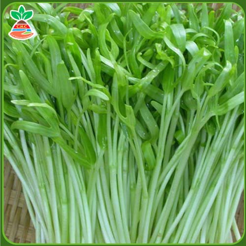 Sprouting water spinach seeds />
                                                 		<script>
                                                            var modal = document.getElementById(
